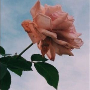 Meet your Posher, Arcelia